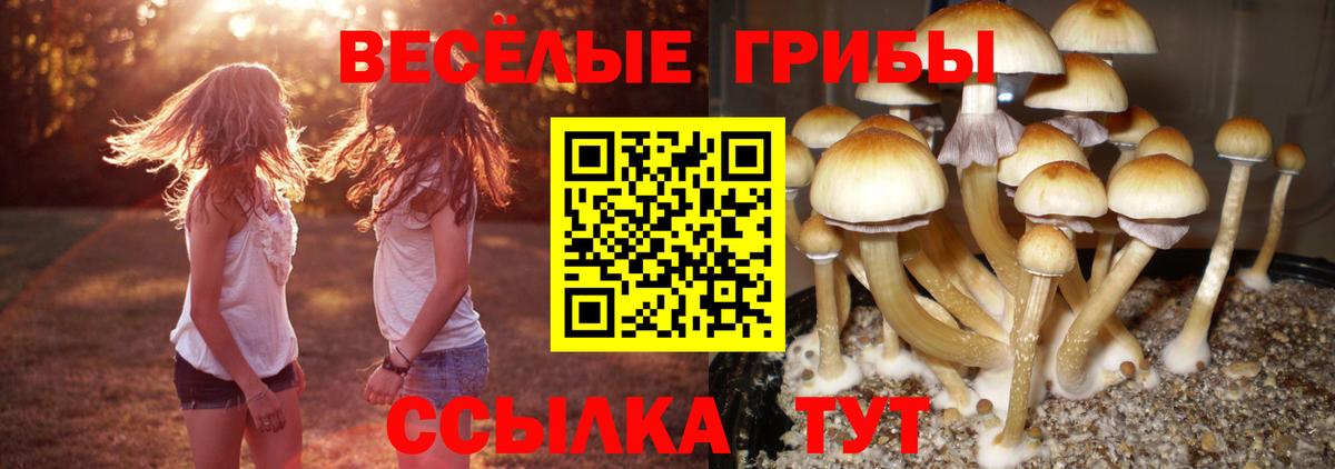 Псилоцибиновые грибы Psilocybine cubensis Усть-Илимск
